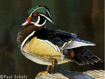 wood duck pictures. Wood Duck